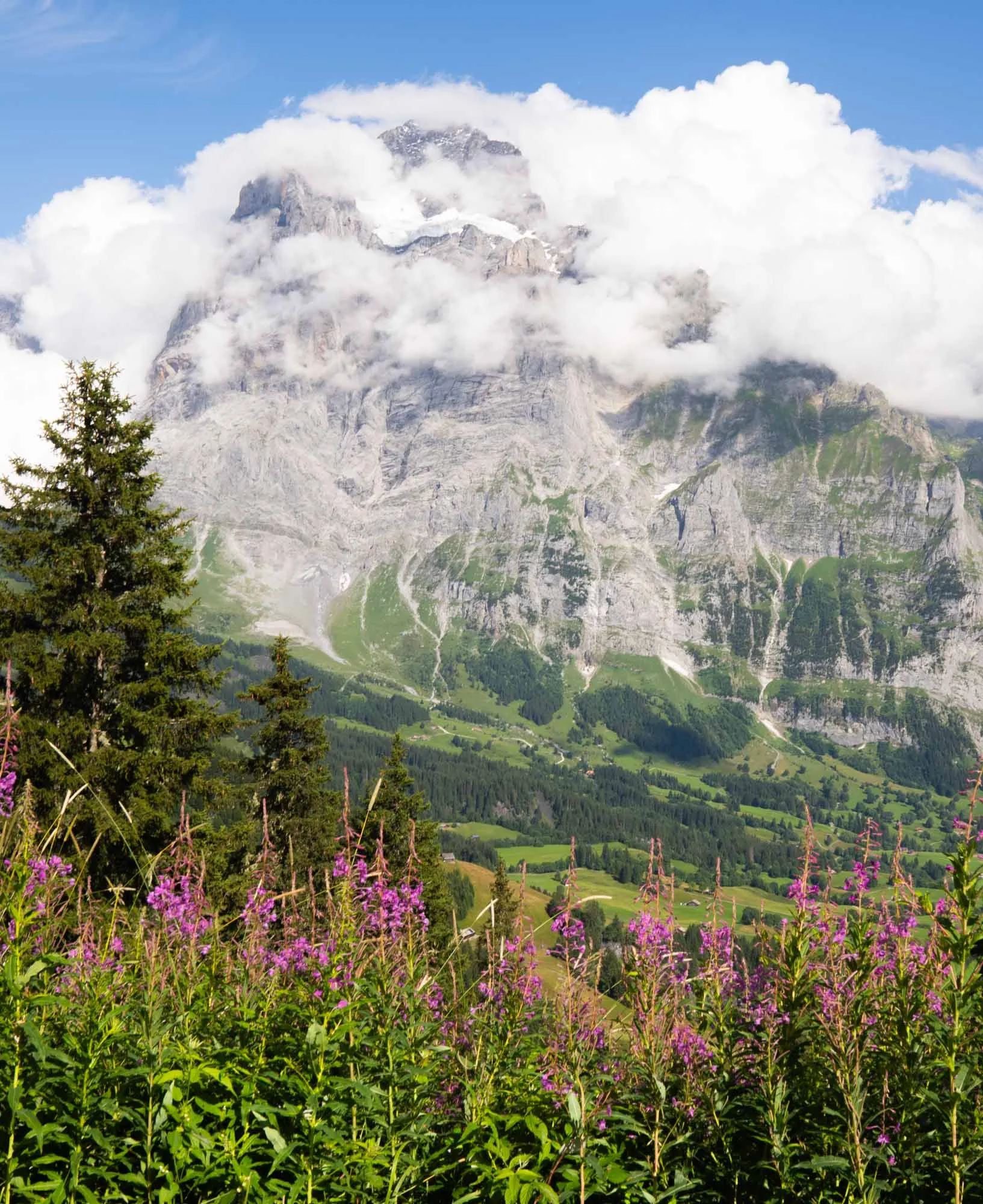 grindelwald purple flowers with eiger at back