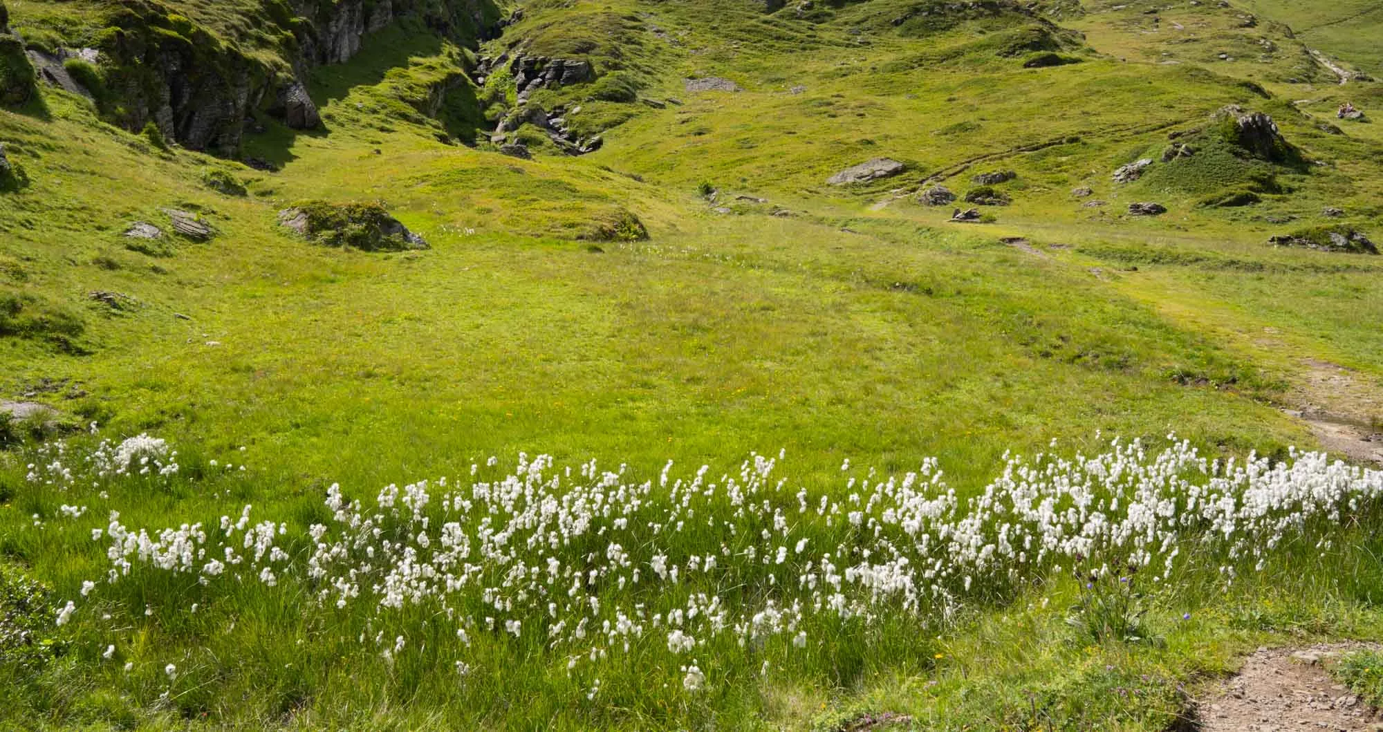 grindelwald trail cottongrass wide