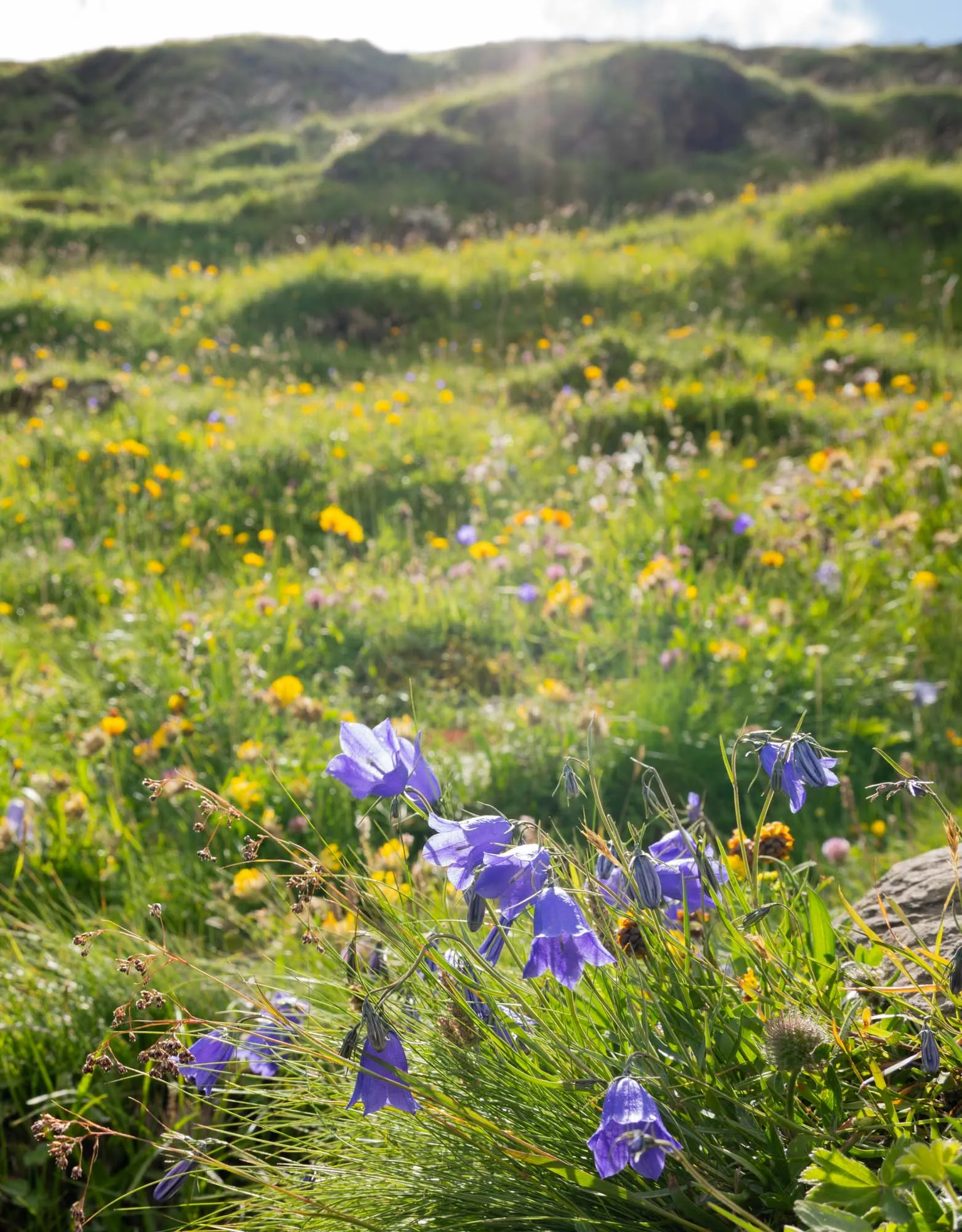 grindelwald trail harebell bellflower