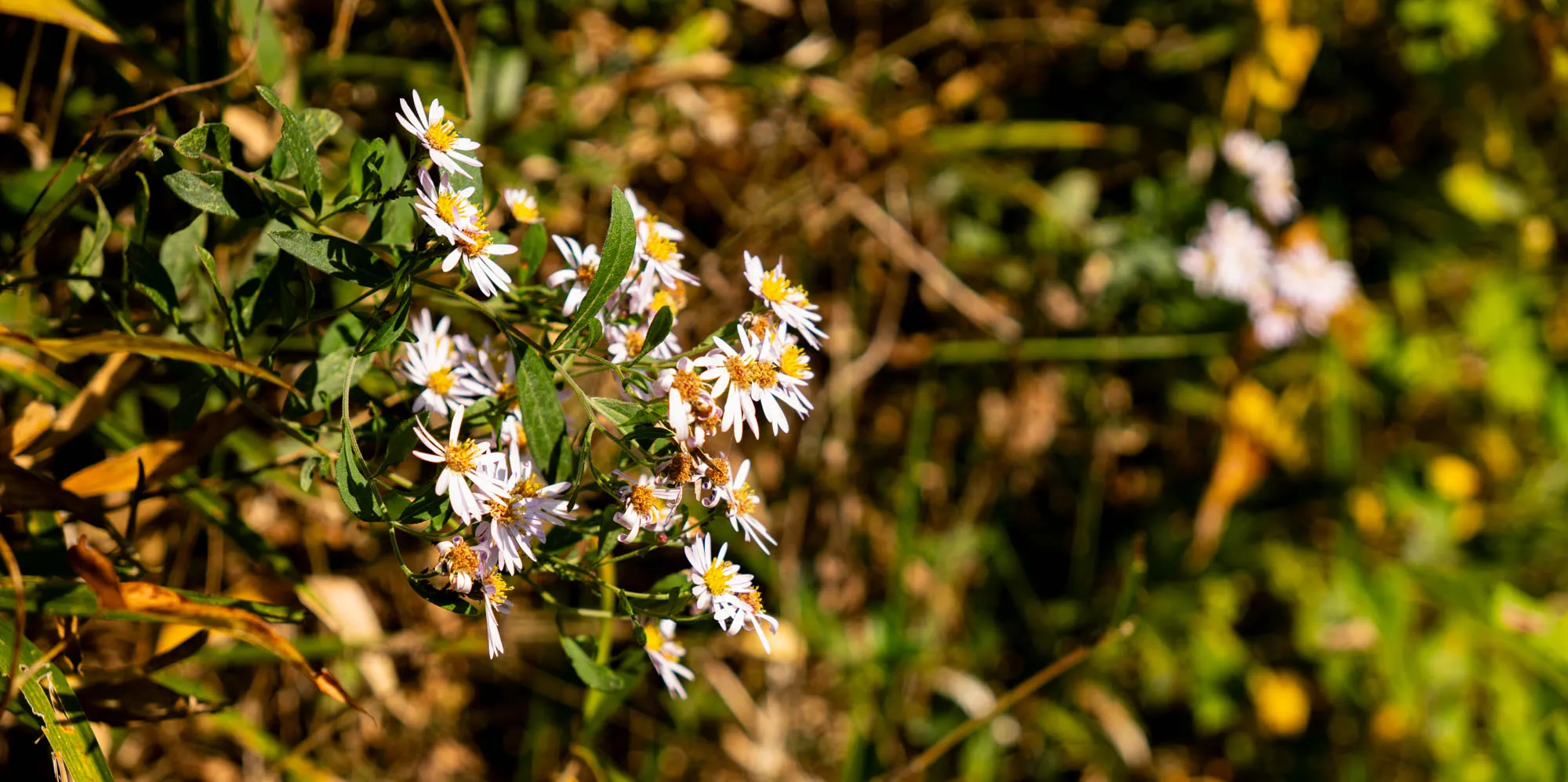 kamakura trail calico aster flower