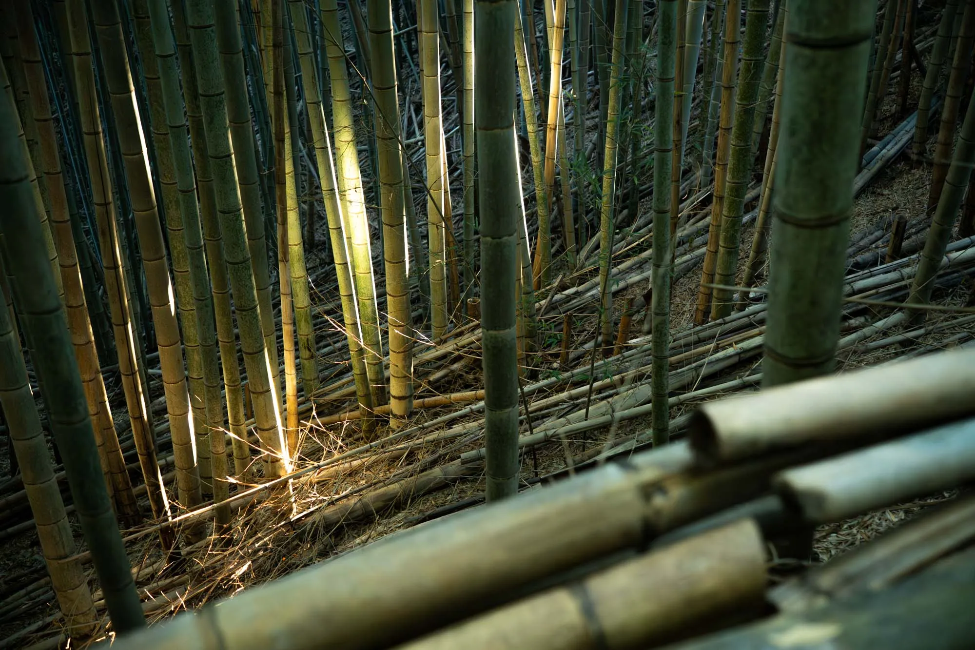 kamakura trail light hitting bamboo grove