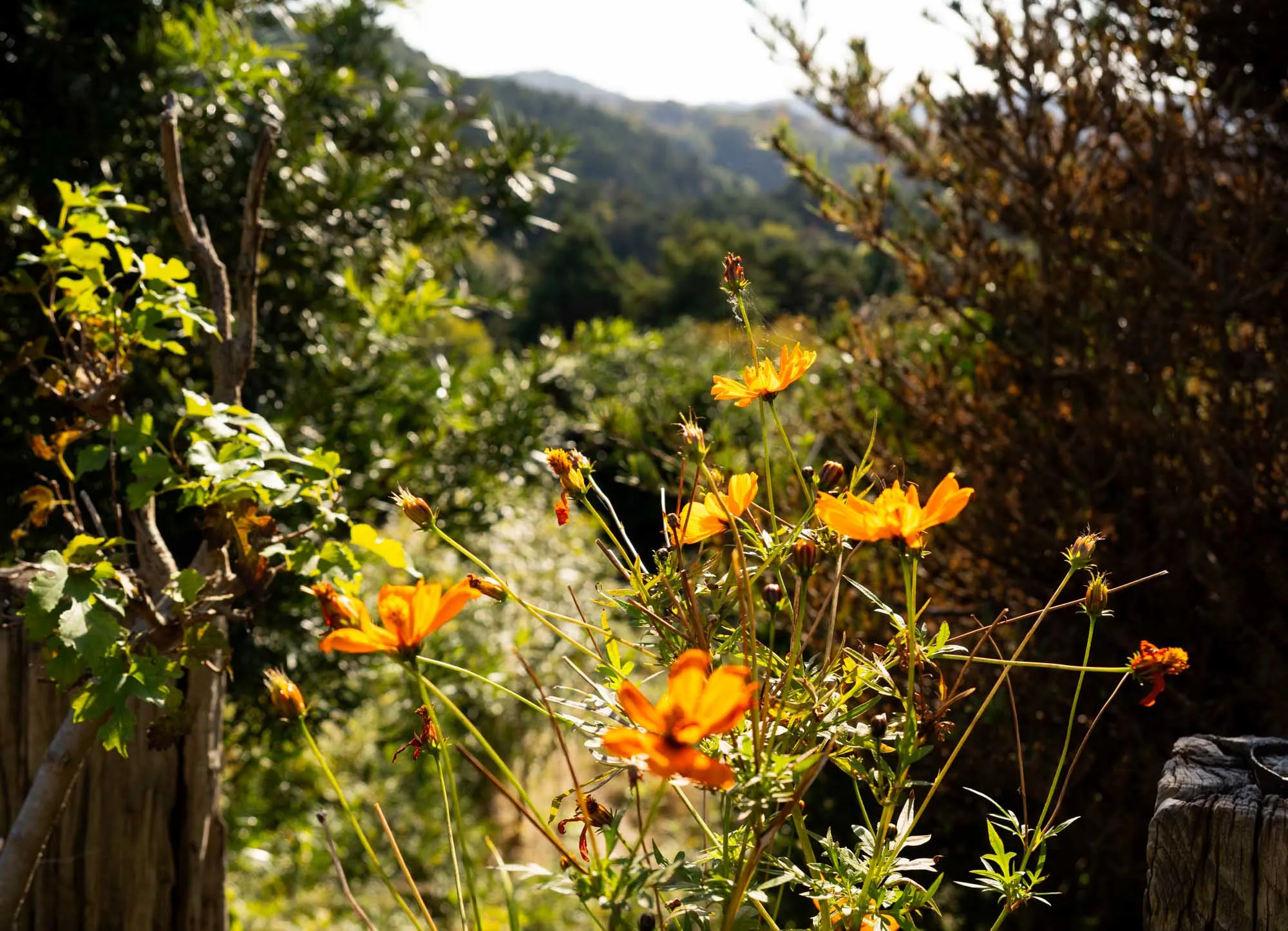 kamakura trail mutisia orange flower