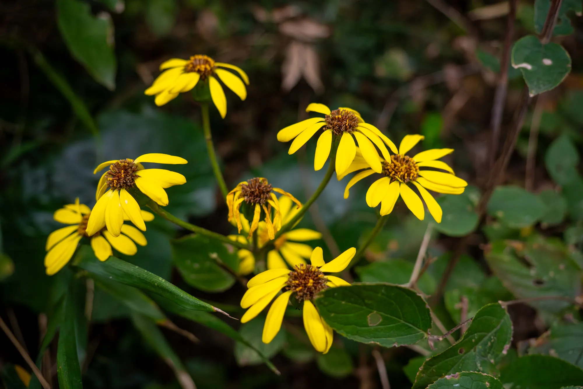 kamakura trail tsuwabuki flower