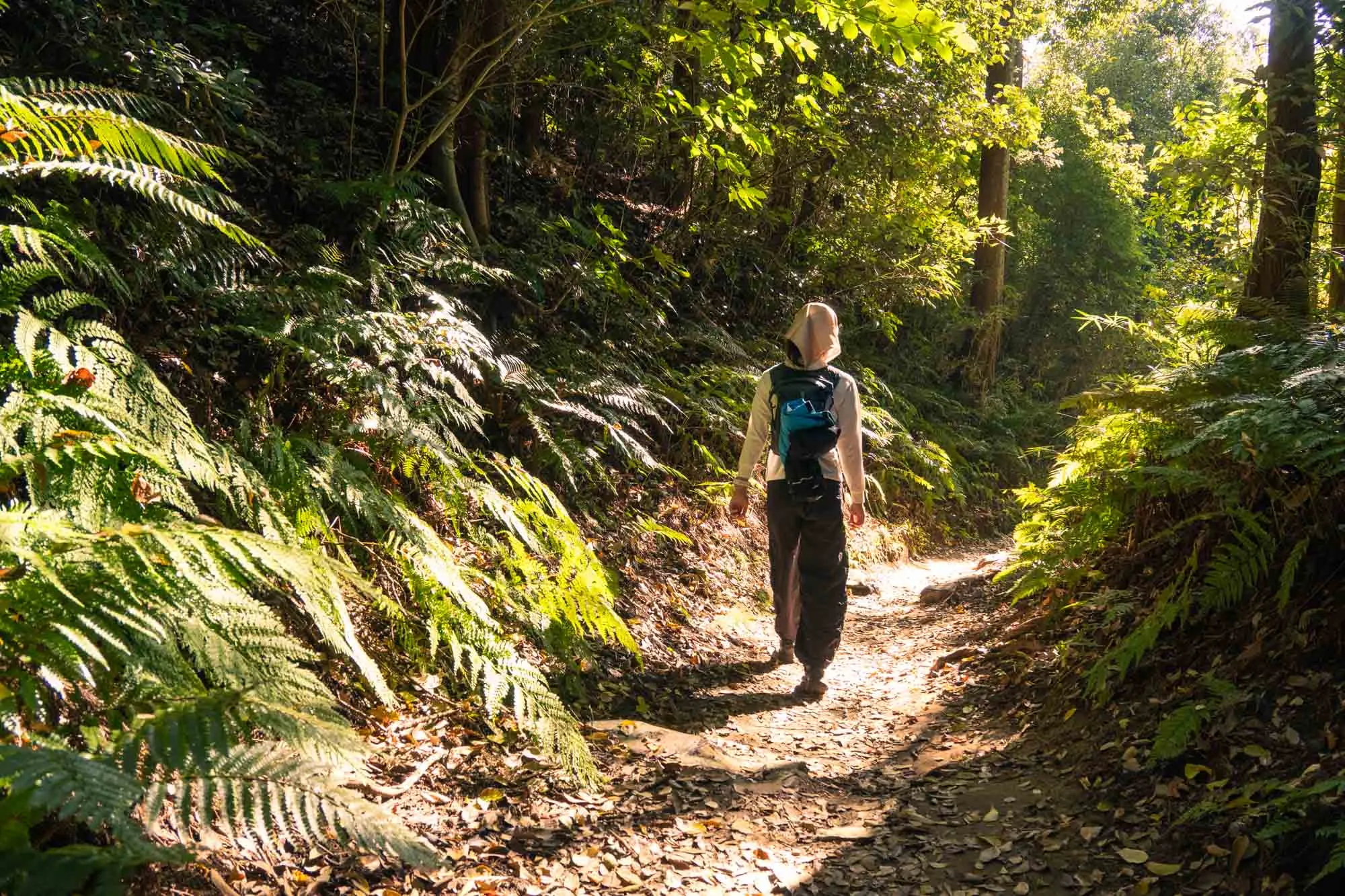 kamakura trail with fern surrounding lady into the light