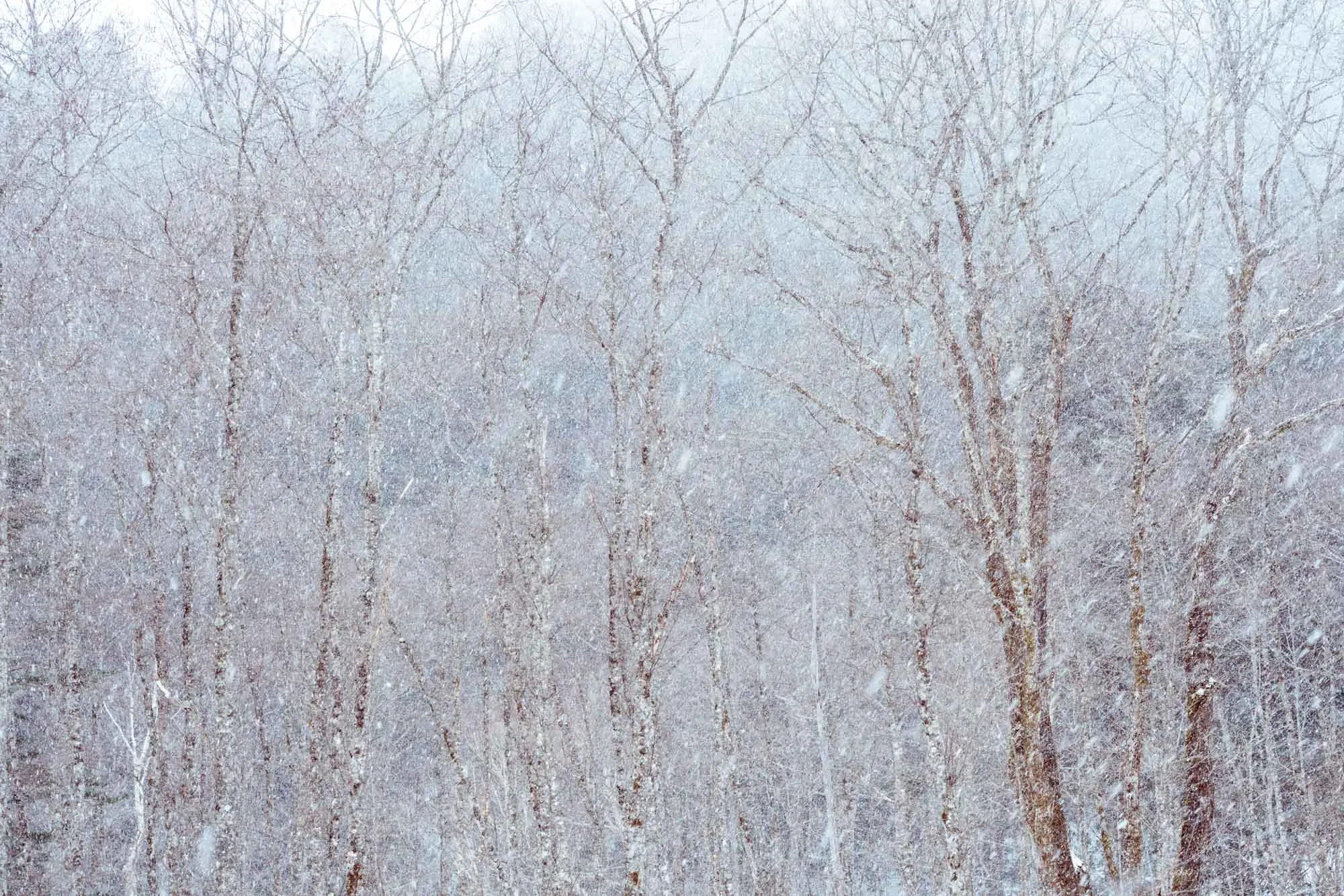 kamikochi winter heavy snow vs trees