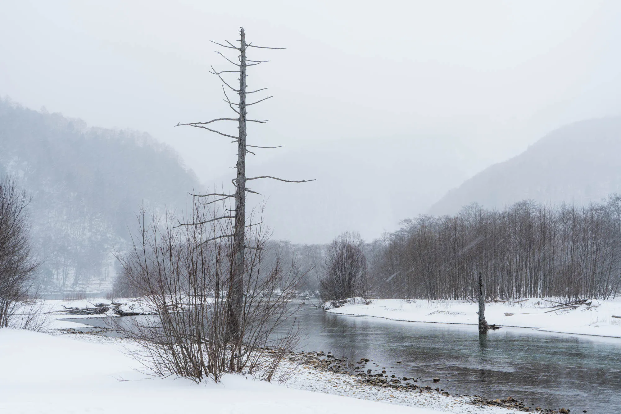 kamikochi winter kasumizawa dead tree snowing