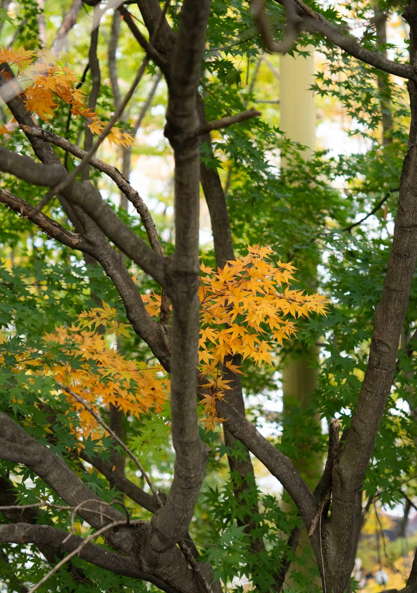 nyukasa fujimi autumn foliage