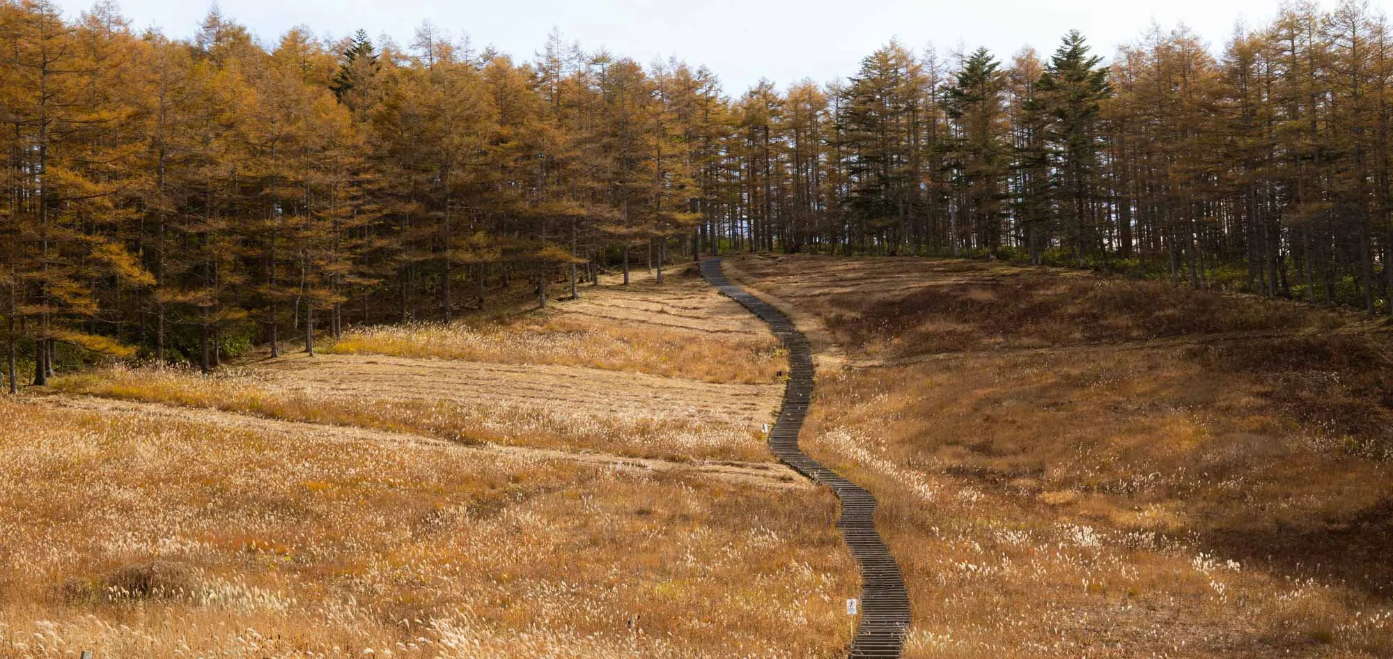 nyukasa marshland boardwalk golden in autumn