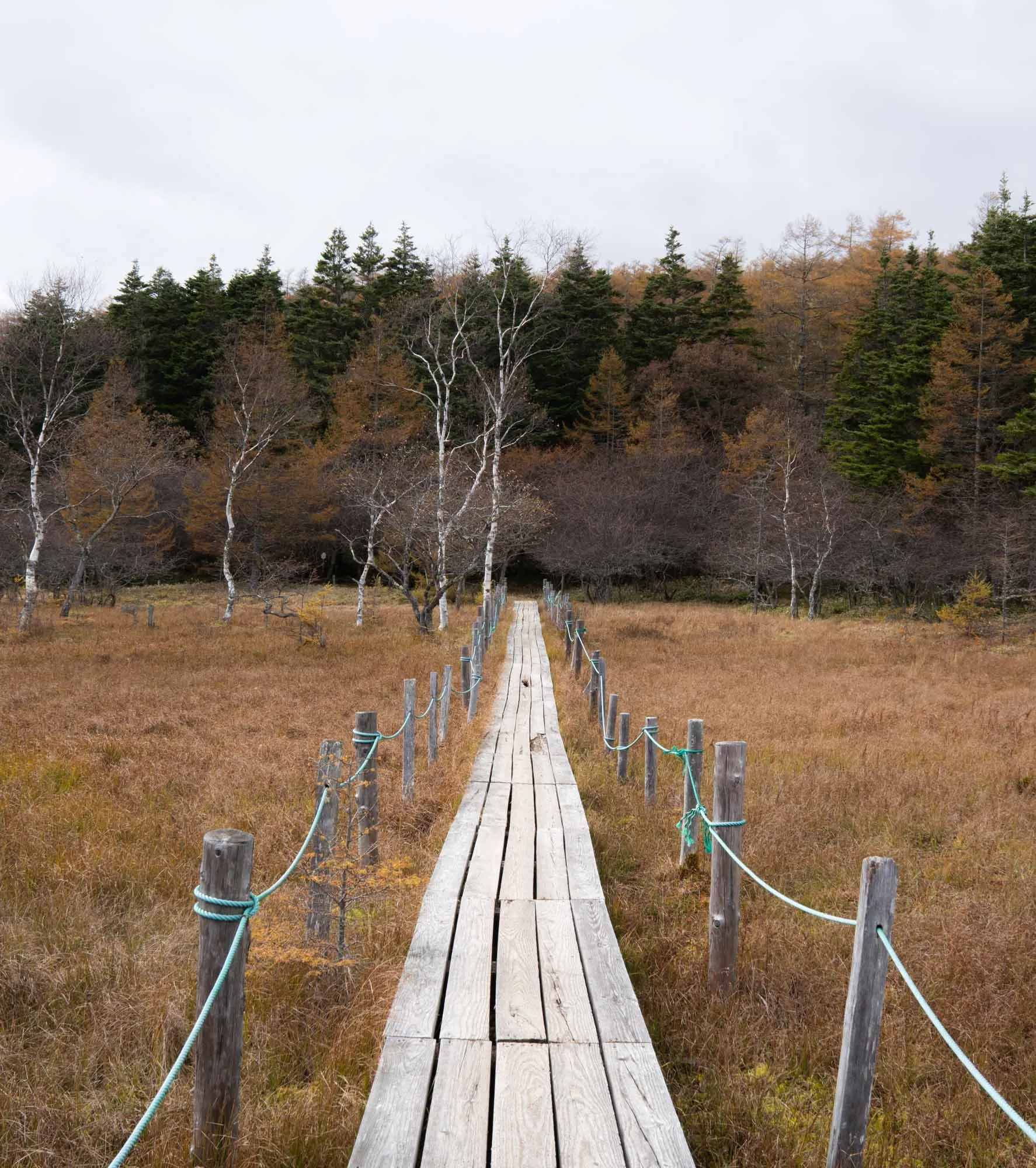 nyukasa oahara marshland boardwalk in autumn
