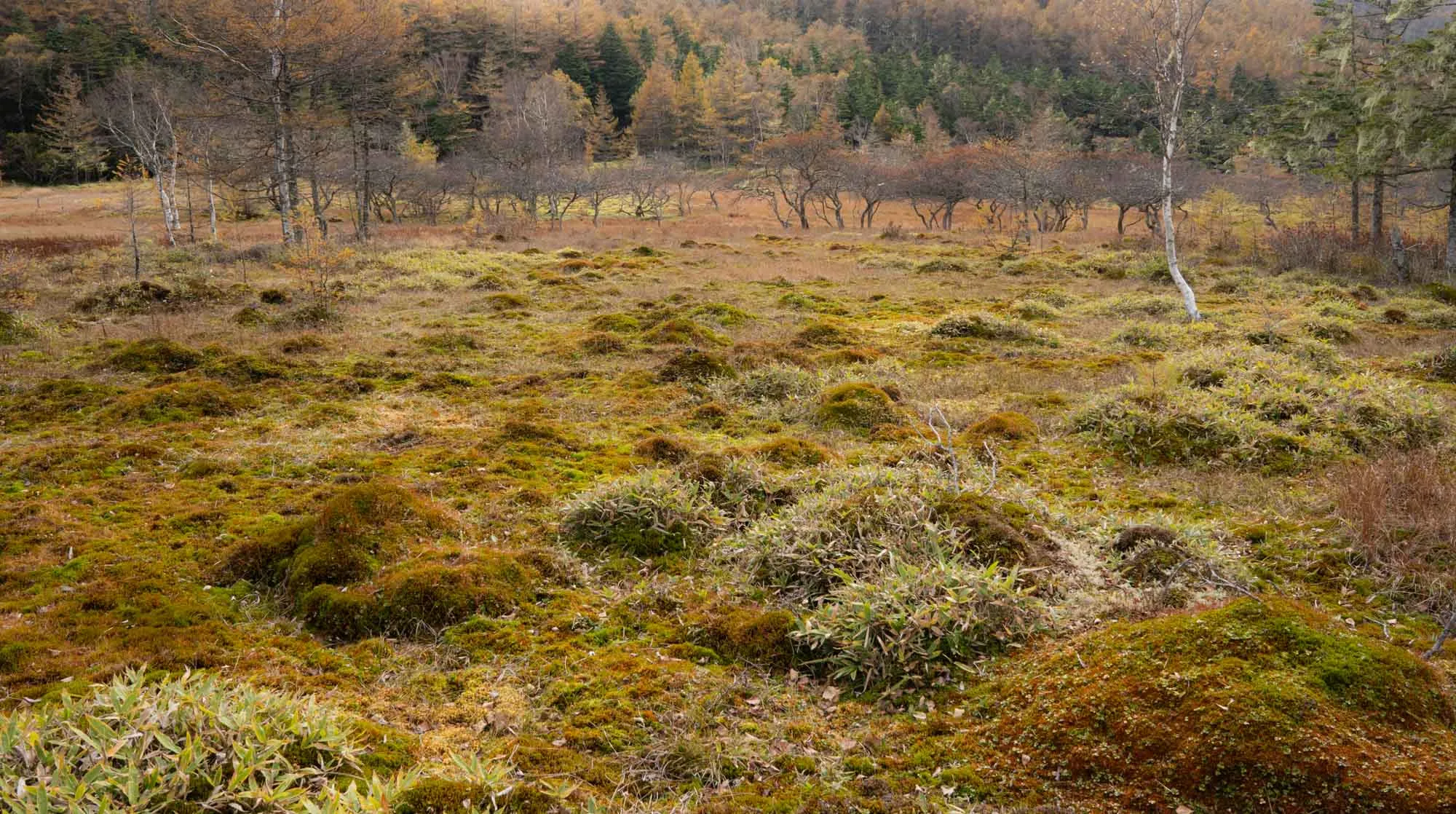 nyukasa oahara marshland in autumn