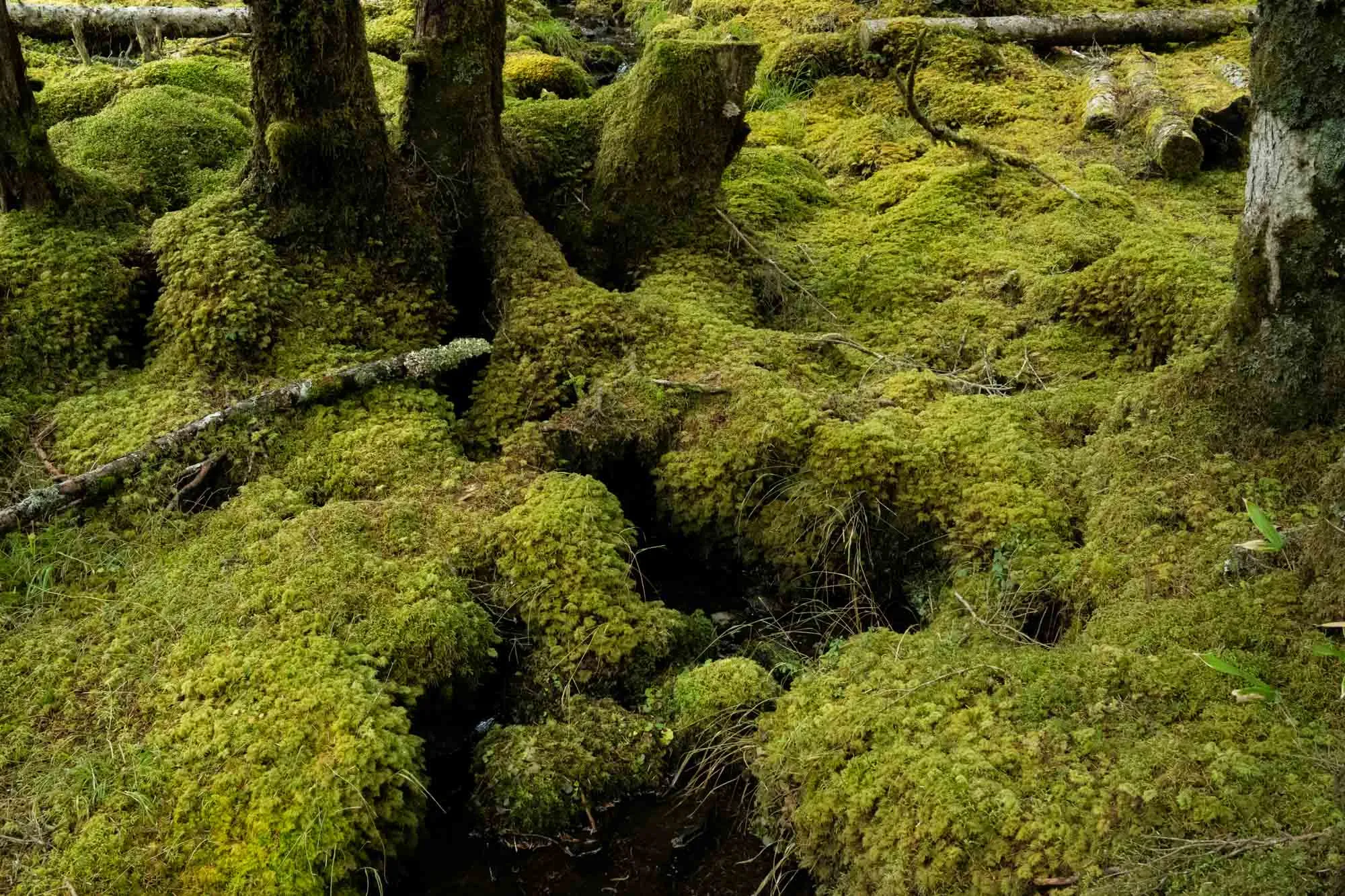 nyukasa oahara moss closeup