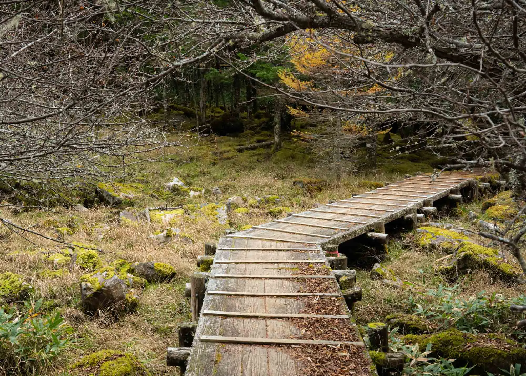 nyukasa oahara moss forest entrance