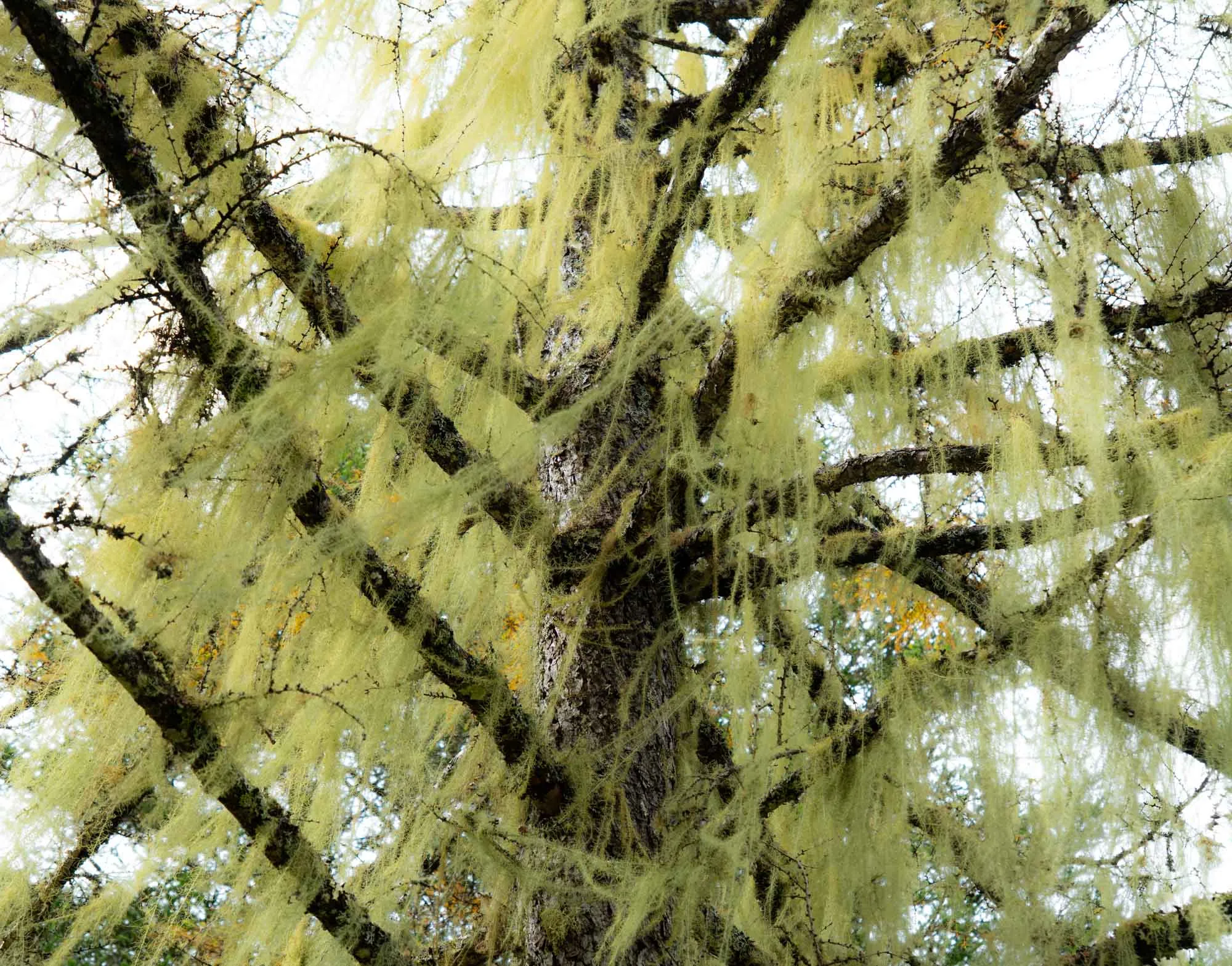nyukasa trail beard lichen hanging on big tree