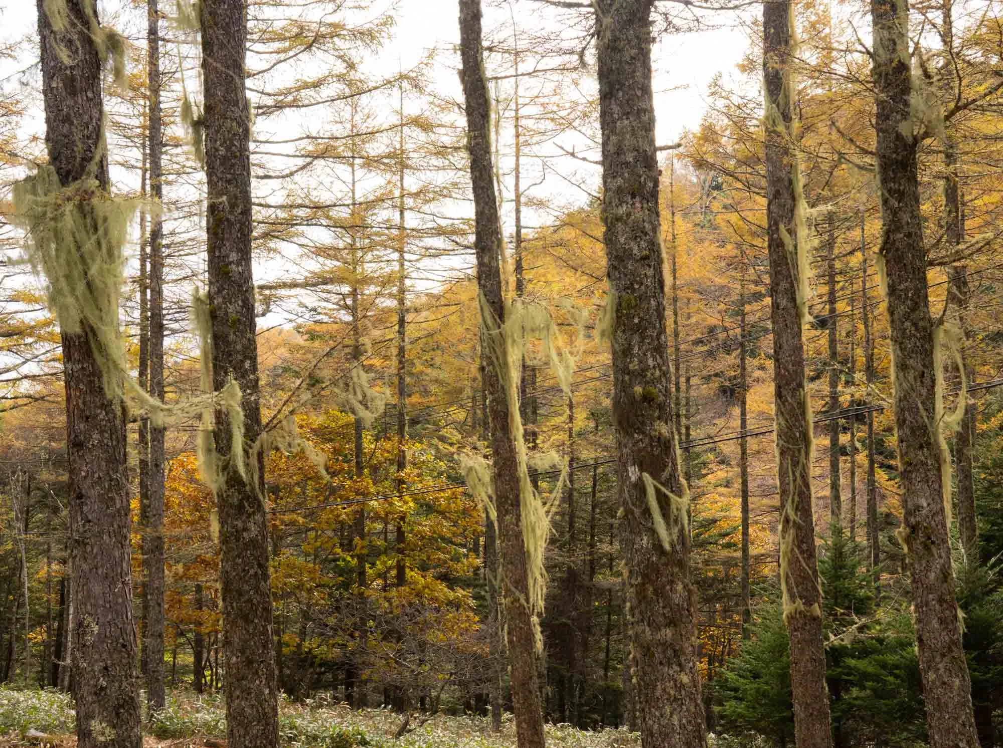 nyukasa trail beard lichen hanging on trees