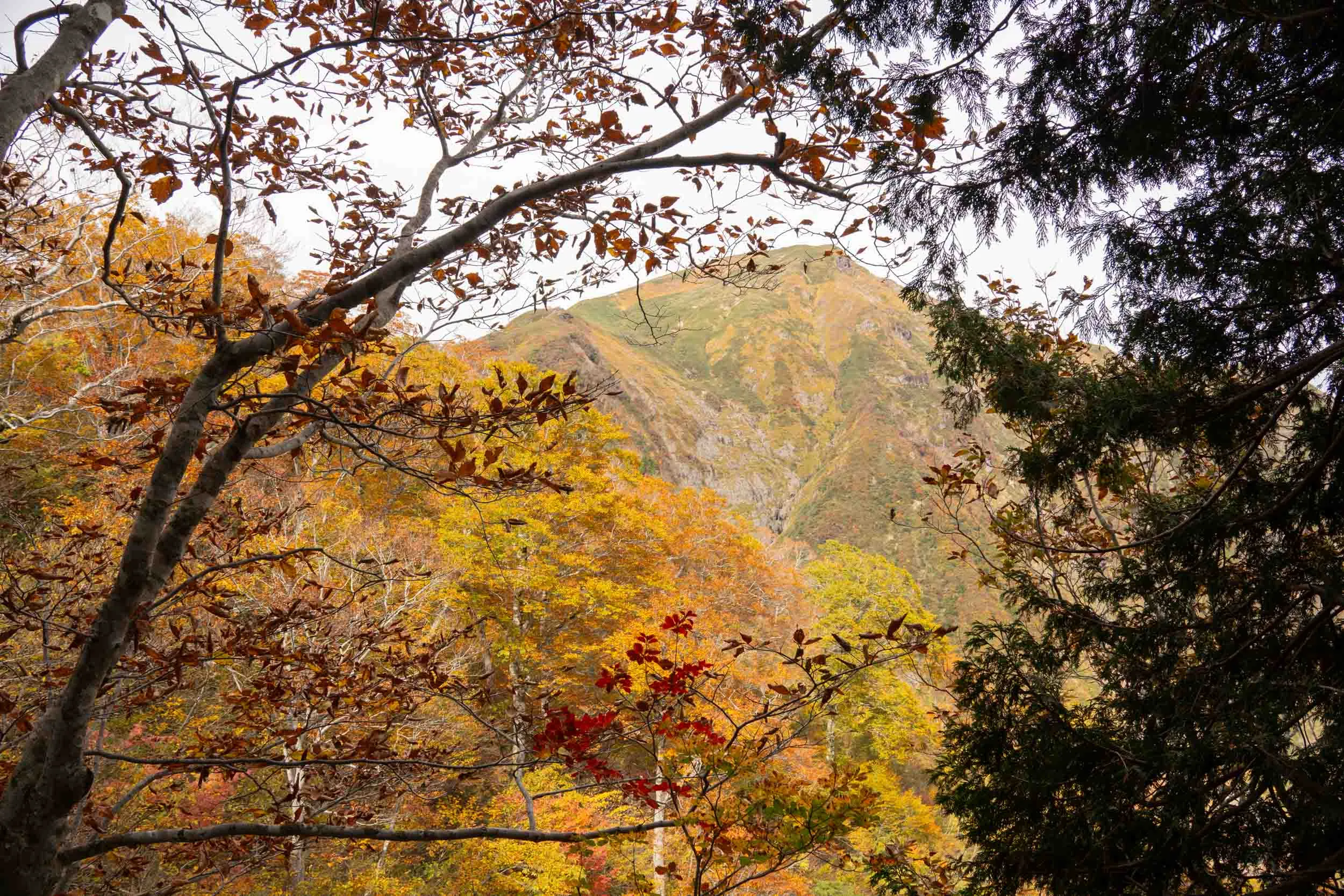 tanigawa autumn peak framed in leaves and branches
